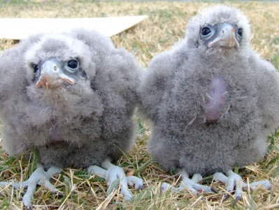 falcon chick